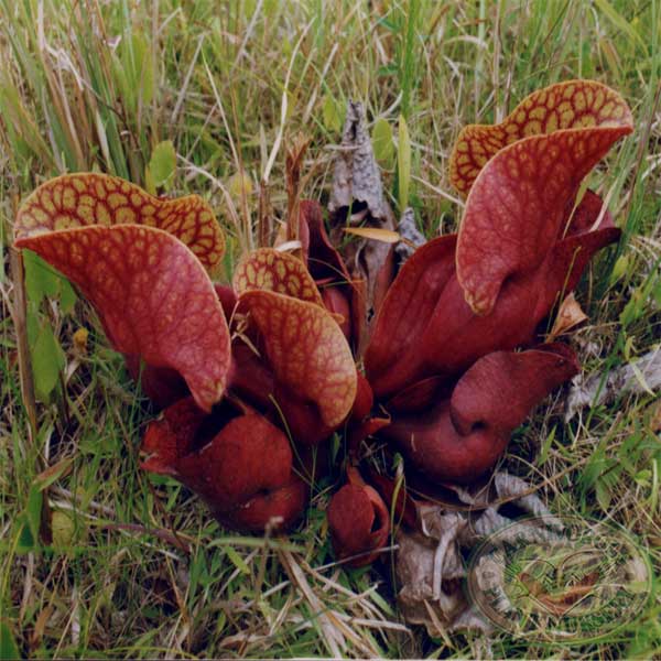 Pitcher Plant (Sarracenia Purpurea or PITC