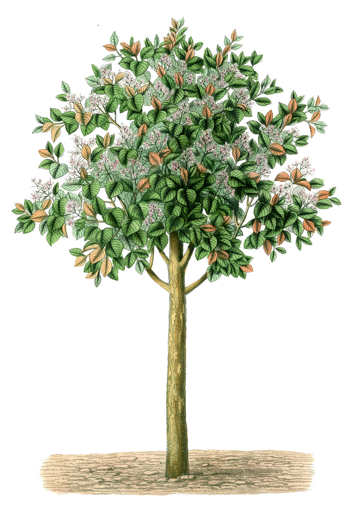 the Quinine Tree; its bark is source of natural hydroxycholoriquine